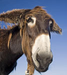 BattleDonkey